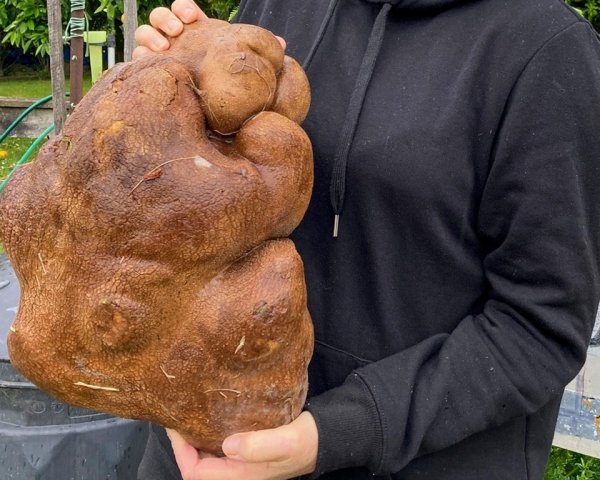 В Новой Зеландии выкопали гигантский картофель