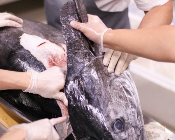 Гигантский голубой тунец продан на аукционе в Японии за 11,2 млн. рублей