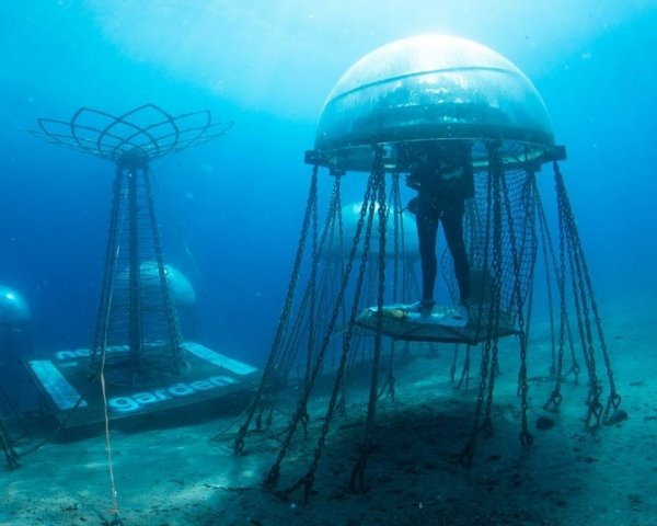 Итальянские ученые занимаются подводным садоводством